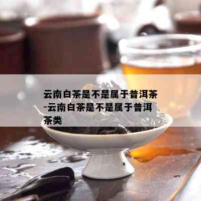 云南白茶是不是属于普洱茶-云南白茶是不是属于普洱茶类