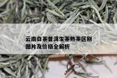 云南白茶普洱生茶熟茶区别图片及价格全解析