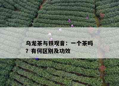 乌龙茶与铁观音：一个茶吗？有何区别及功效