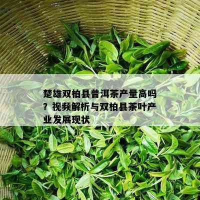 楚雄双柏县普洱茶产量高吗？视频解析与双柏县茶叶产业发展现状