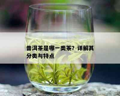 普洱茶是哪一类茶？详解其分类与特点