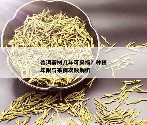 普洱茶树几年可采摘？种植年限与采摘次数解析