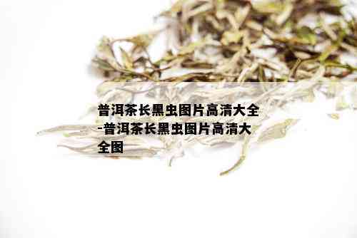 普洱茶长黑虫图片高清大全-普洱茶长黑虫图片高清大全图