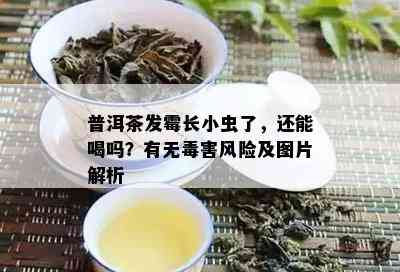 普洱茶发霉长小虫了，还能喝吗？有无害风险及图片解析