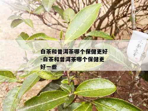 白茶和普洱茶哪个保健更好-白茶和普洱茶哪个保健更好一些