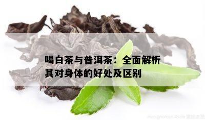 喝白茶与普洱茶：全面解析其对身体的好处及区别