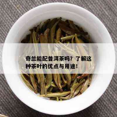 奇兰能配普洱茶吗？了解这种茶叶的优点与用途！