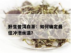 野生普洱白茶：如何确定更佳冲泡水温？