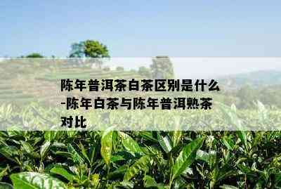 陈年普洱茶白茶区别是什么-陈年白茶与陈年普洱熟茶对比