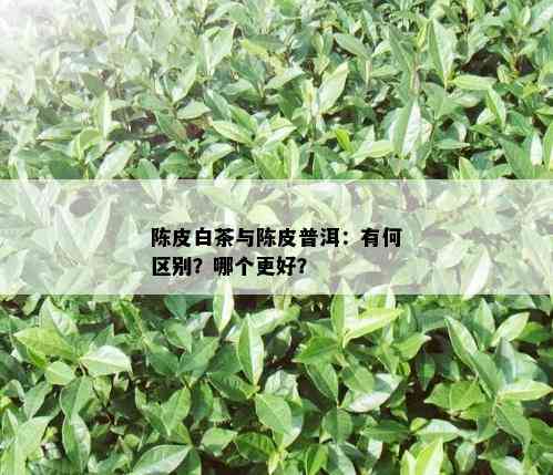 陈皮白茶与陈皮普洱：有何区别？哪个更好？