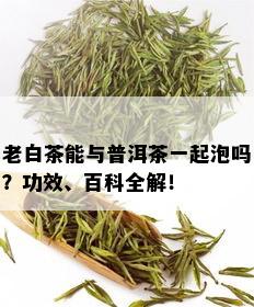 老白茶能与普洱茶一起泡吗？功效、百科全解！