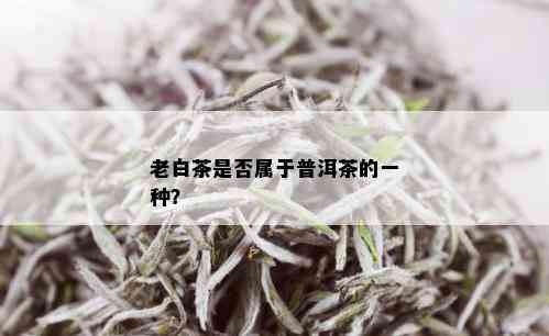 老白茶是否属于普洱茶的一种？