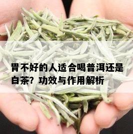 胃不好的人适合喝普洱还是白茶？功效与作用解析