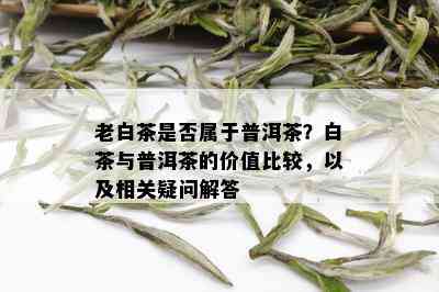 老白茶是否属于普洱茶？白茶与普洱茶的价值比较，以及相关疑问解答