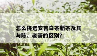 怎么挑选安吉白茶新茶及其与陈、老茶的区别？