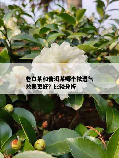 老白茶和普洱茶哪个祛湿气效果更好？比较分析