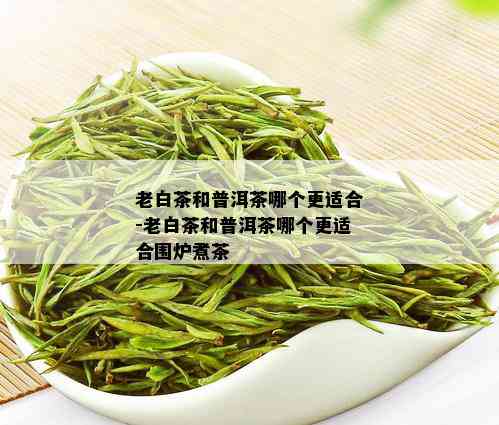 老白茶和普洱茶哪个更适合-老白茶和普洱茶哪个更适合围炉煮茶