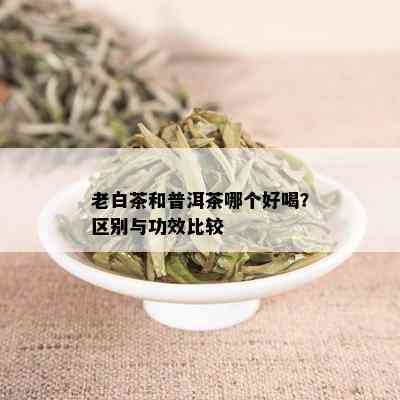 老白茶和普洱茶哪个好喝？区别与功效比较