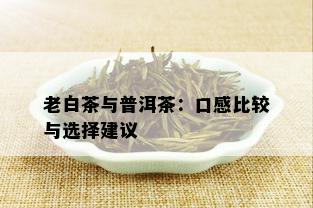 老白茶与普洱茶：口感比较与选择建议