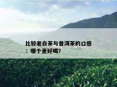 比较老白茶与普洱茶的口感：哪个更好喝？