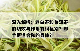 深入解析：老白茶和普洱茶的功效与作用有何区别？哪个更适合你的身体？