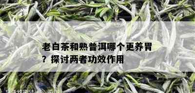 老白茶和熟普洱哪个更养胃？探讨两者功效作用