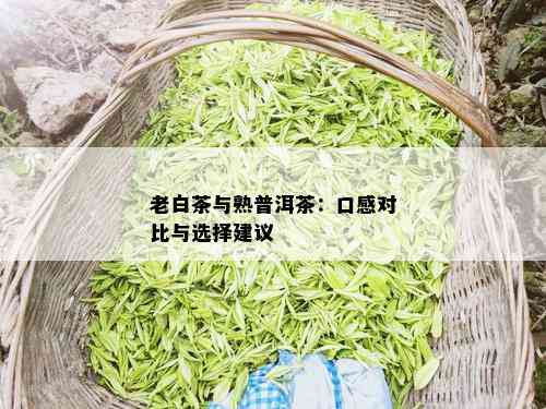 老白茶与熟普洱茶：口感对比与选择建议