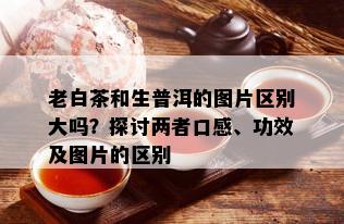 老白茶和生普洱的图片区别大吗？探讨两者口感、功效及图片的区别