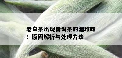 老白茶出现普洱茶的渥堆味：原因解析与处理方法