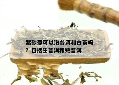 紫砂壶可以泡普洱和白茶吗？包括生普洱和熟普洱