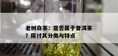 老树白茶：是否属于普洱茶？探讨其分类与特点