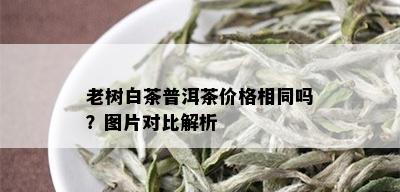 老树白茶普洱茶价格相同吗？图片对比解析