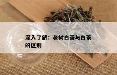 深入了解：老树白茶与白茶的区别