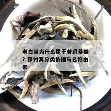 老白茶为什么属于普洱茶类？探讨其分类依据与名称由来