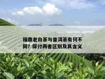 福鼎老白茶与普洱茶有何不同？探讨两者区别及其含义