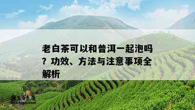 老白茶可以和普洱一起泡吗？功效、方法与注意事项全解析