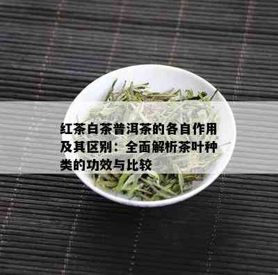 红茶白茶普洱茶的各自作用及其区别：全面解析茶叶种类的功效与比较