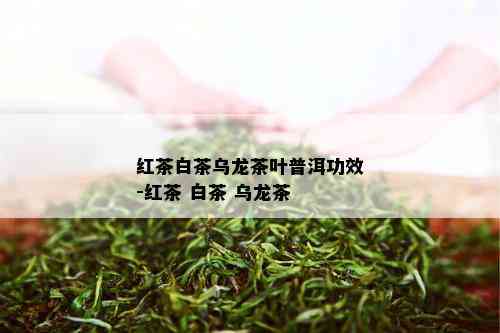 红茶白茶乌龙茶叶普洱功效-红茶 白茶 乌龙茶