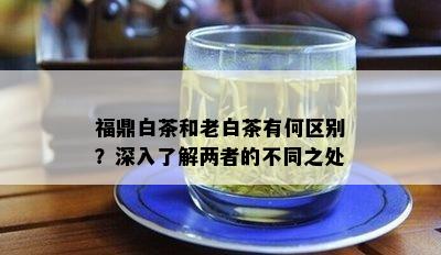 福鼎白茶和老白茶有何区别？深入了解两者的不同之处