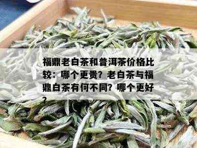 福鼎老白茶和普洱茶价格比较：哪个更贵？老白茶与福鼎白茶有何不同？哪个更好？