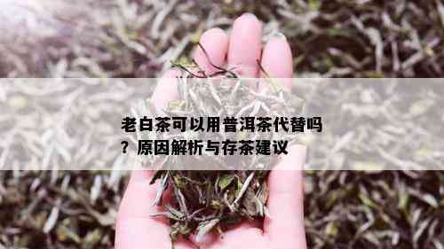 老白茶可以用普洱茶代替吗？原因解析与存茶建议