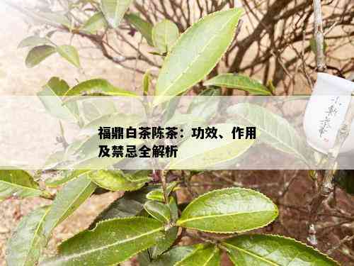 福鼎白茶陈茶：功效、作用及禁忌全解析