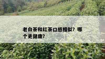 老白茶和红茶口感相似？哪个更健康？