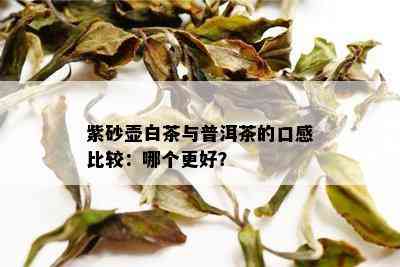 紫砂壶白茶与普洱茶的口感比较：哪个更好？