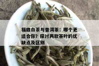 福鼎白茶与普洱茶：哪个更适合你？探讨两款茶叶的优缺点及区别