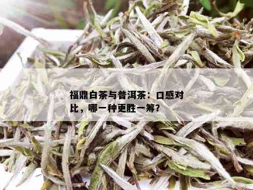 福鼎白茶与普洱茶：口感对比，哪一种更胜一筹？