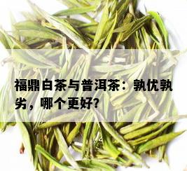 福鼎白茶与普洱茶：孰优孰劣，哪个更好？