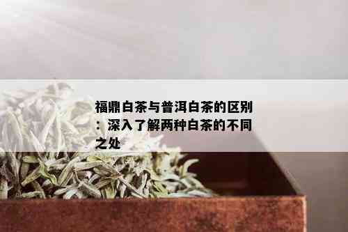 福鼎白茶与普洱白茶的区别：深入了解两种白茶的不同之处