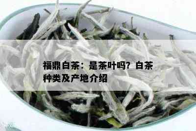 福鼎白茶：是茶叶吗？白茶种类及产地介绍