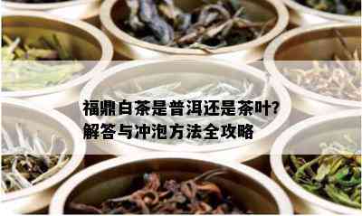 福鼎白茶是普洱还是茶叶？解答与冲泡方法全攻略